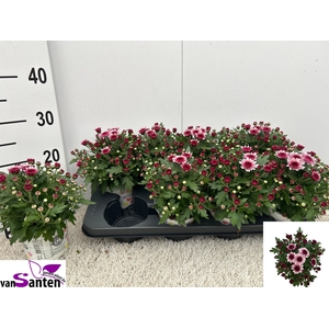 CHRYS GARDNEMUM  PINK BICOLOR