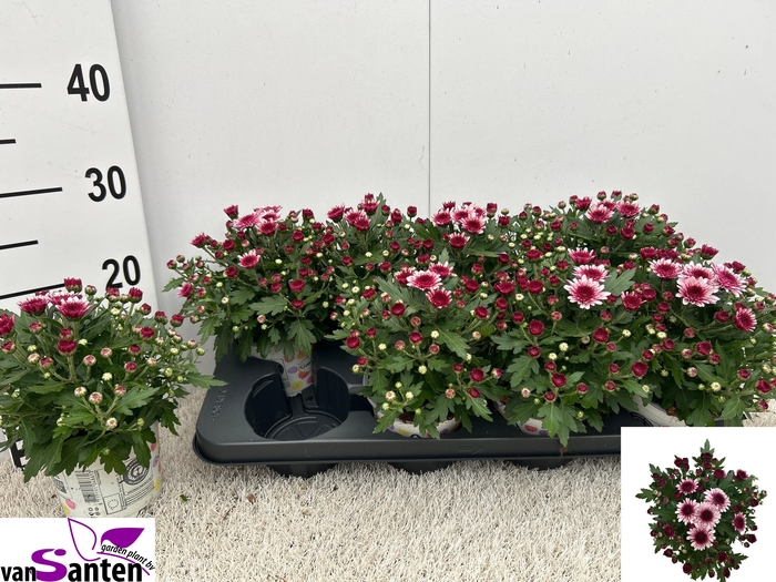 <h4>CHRYS GARDNEMUM PINK BICOLOR</h4>