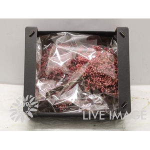 Dried schinus mollis naturel 5/bunches