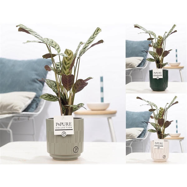 <h4>Ctenanthe Burle Marxii in P&PURE Tess 2 ceramics ass.3</h4>