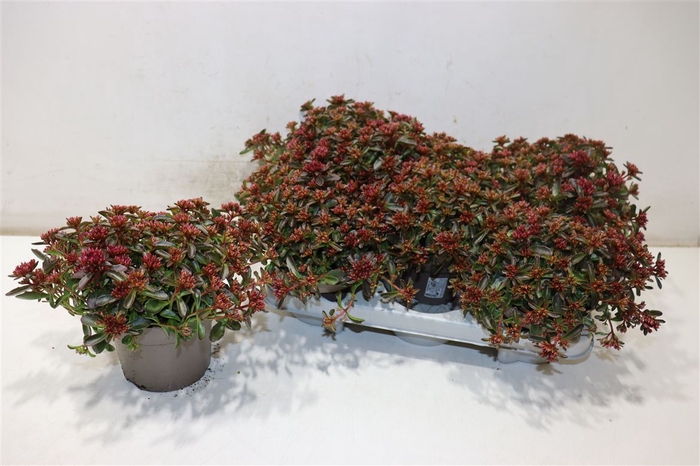 <h4>Sedum Spu Spot D Ros</h4>
