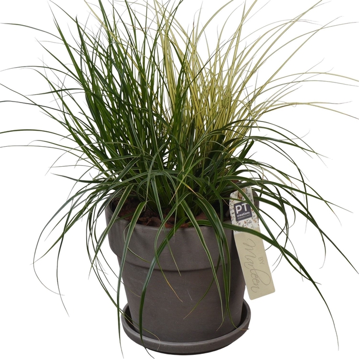 <h4>Arr.   Tuinplanten L%</h4>