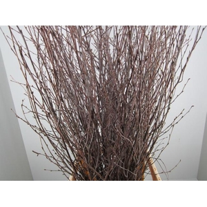 Betula Naturel L120