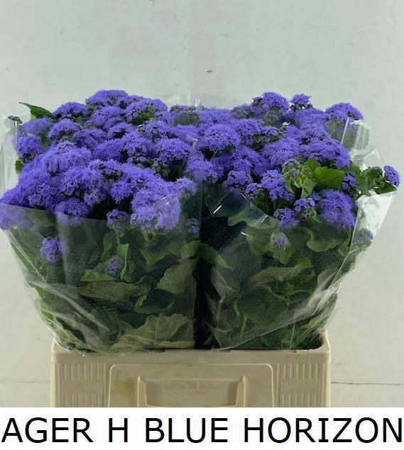 <h4>AGER H BLUE HORIZON</h4>