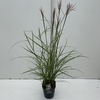 Miscanthus 'Ferner Osten' P23 (5ltr)