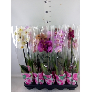Phalaenopsis   ...mix  5