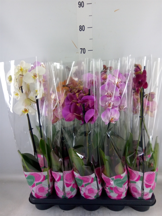 <h4>Phalaenopsis   ...mix  5</h4>