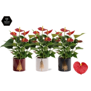 Anthurium Diamond Red in Manon 2 ceramics