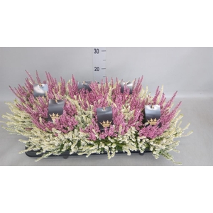 Calluna vulg. 'Beauty L CCrow' ..mx