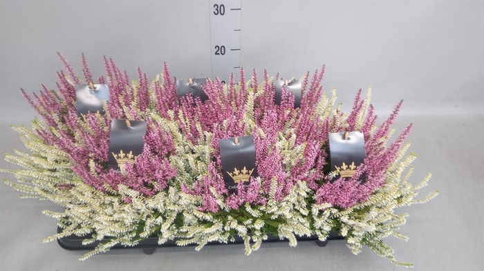 <h4>Calluna vulg. 'Beauty L CCrow' ..mx</h4>