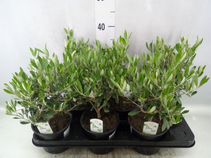 <h4>Olea europaea</h4>