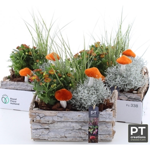 ARR TUINPLANTEN