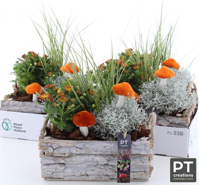 <h4>ARR TUINPLANTEN</h4>