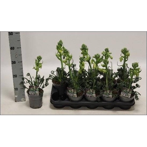 ALBUCA  FRIZ SIZZLE