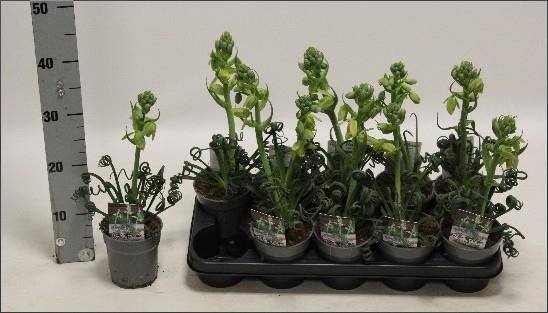 <h4>ALBUCA  FRIZ SIZZLE</h4>