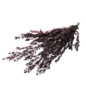 Preserved Eucalyptus Parvifoglia 65cm