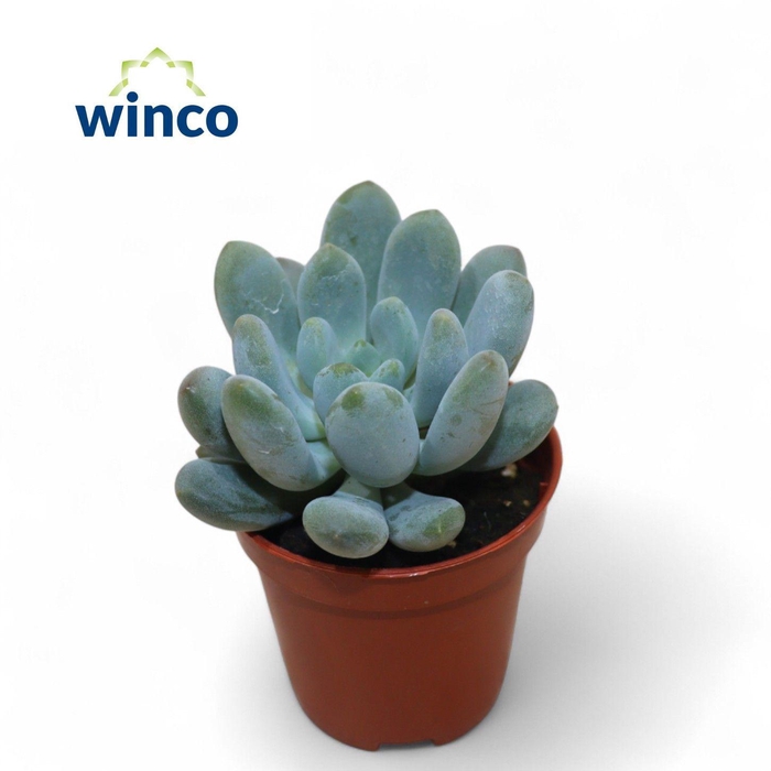 <h4>Pachyveria Clavifolia</h4>