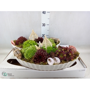 Arr.  Sempervivum L%