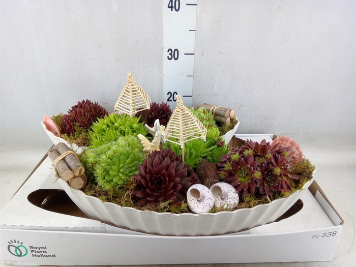 <h4>Arr.  Sempervivum L%</h4>