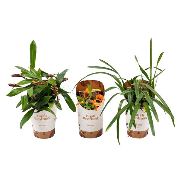<h4>Orchidee</h4>