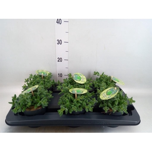 Delosperma echinatum