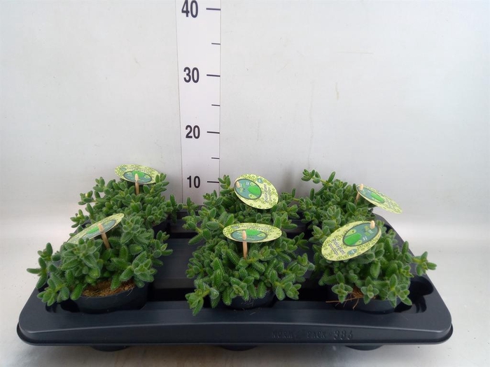 <h4>Delosperma echinatum</h4>