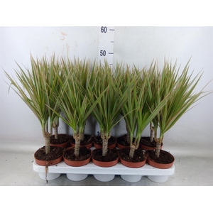 Dracaena marg. 'Bicolor'