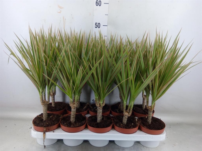 <h4>Dracaena marg. 'Bicolor'</h4>