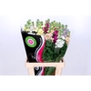 Matthiola Iron Mix Rainbow