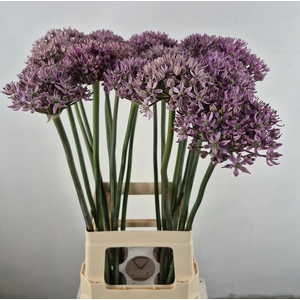 ALLIUM PINK JEWEL