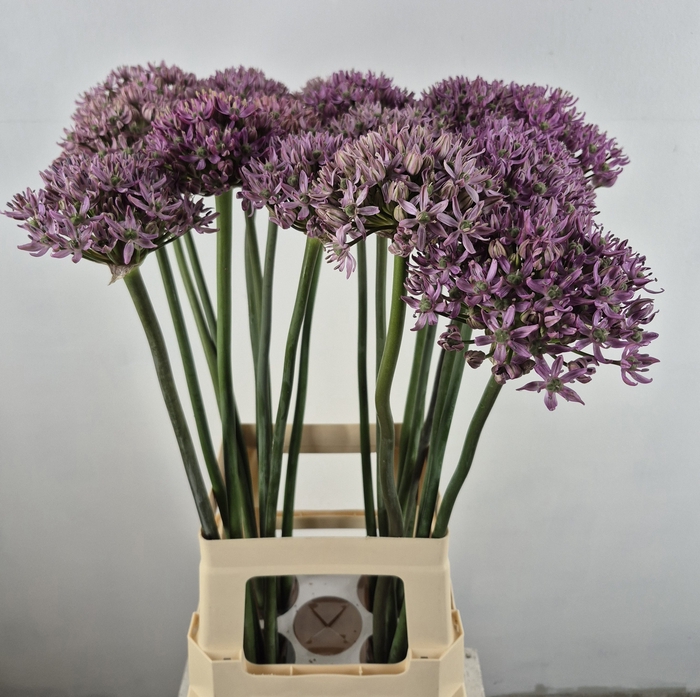 ALLIUM PINK JEWEL