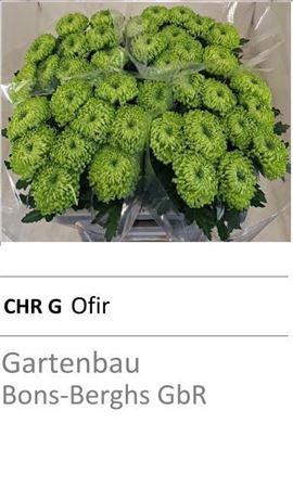 <h4>CHR G OFIR</h4>
