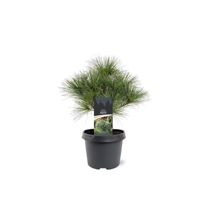 Pinus strobus 'Radiata'