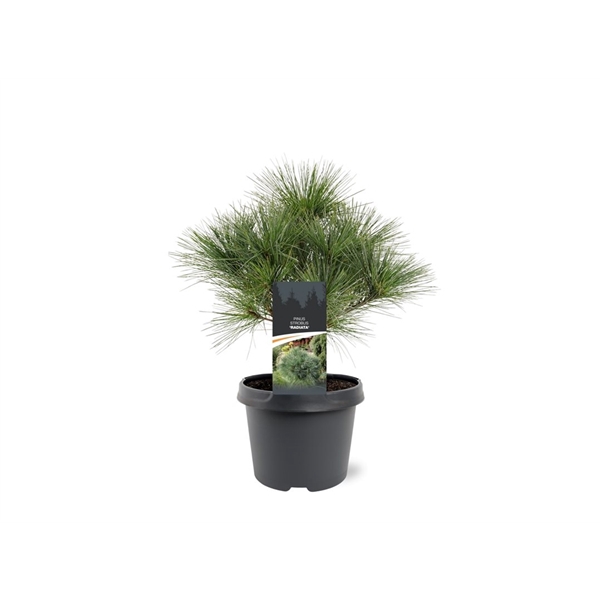 <h4>Pinus strobus 'Radiata'</h4>