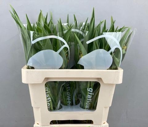 <h4>FRIT UVA-VULPIS</h4>