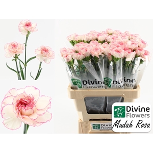 Di St Mudah Rosa