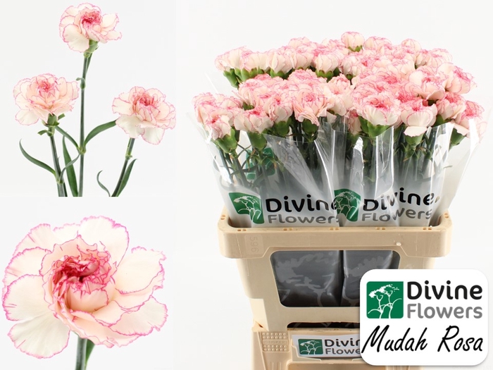 <h4>Di St Mudah Rosa</h4>