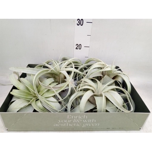Tillandsia xerographica