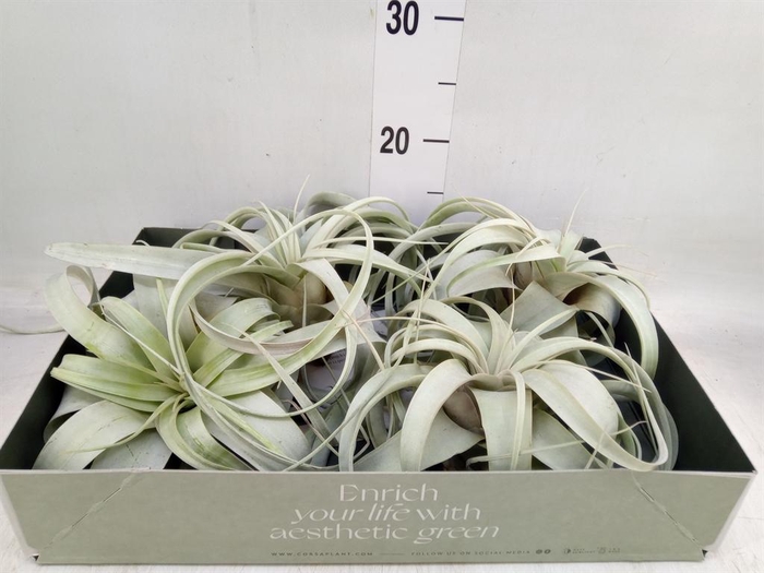 <h4>Tillandsia xerographica</h4>