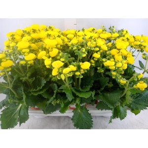 Calceolaria  'Calynopsis Yellow'
