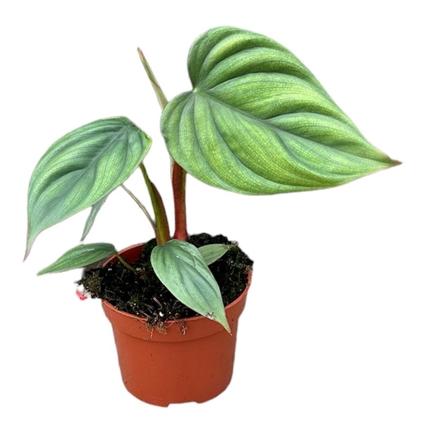 <h4>Philodendron Sp Colombia</h4>