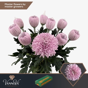 CHRYSANTHEMUM PL 'AIRBORNE'