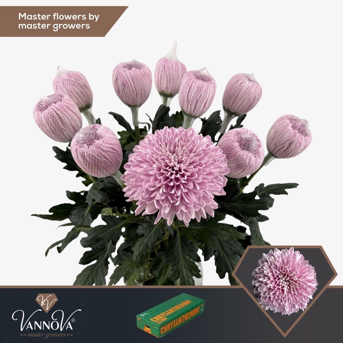 <h4>CHRYSANTHEMUM PL 'AIRBORNE'</h4>