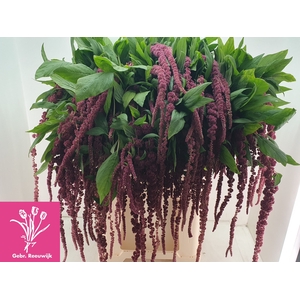 AMAR CA RED CORD