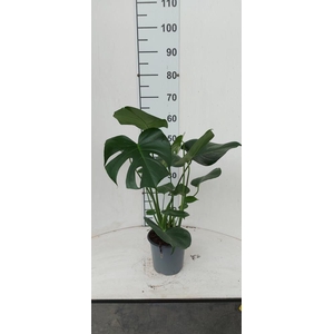 MONSTERA DELICIOSA