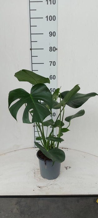 <h4>MONSTERA DELICIOSA</h4>