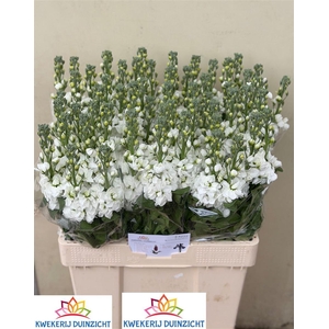 Matth Aida White