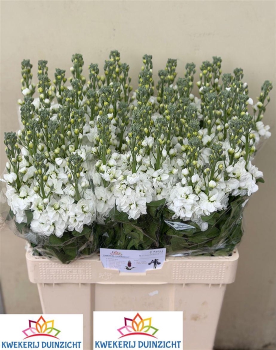 <h4>Matth Aida White</h4>