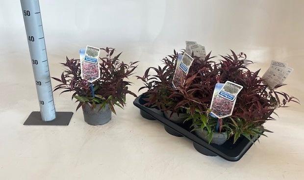 <h4>LEUCOT KE BURN LOVE</h4>