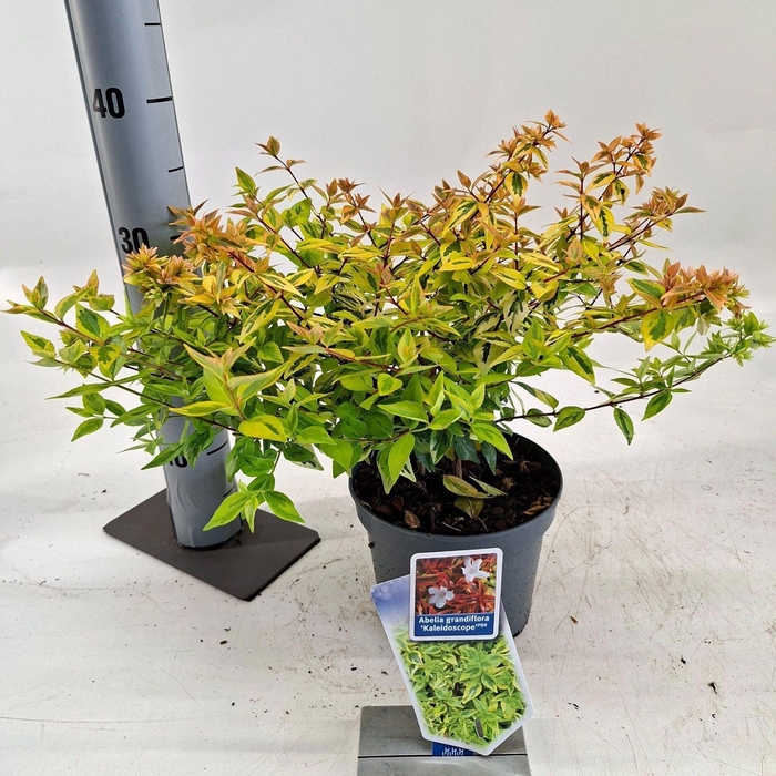 <h4>Abelia x grandiflora Kaleidoscope</h4>